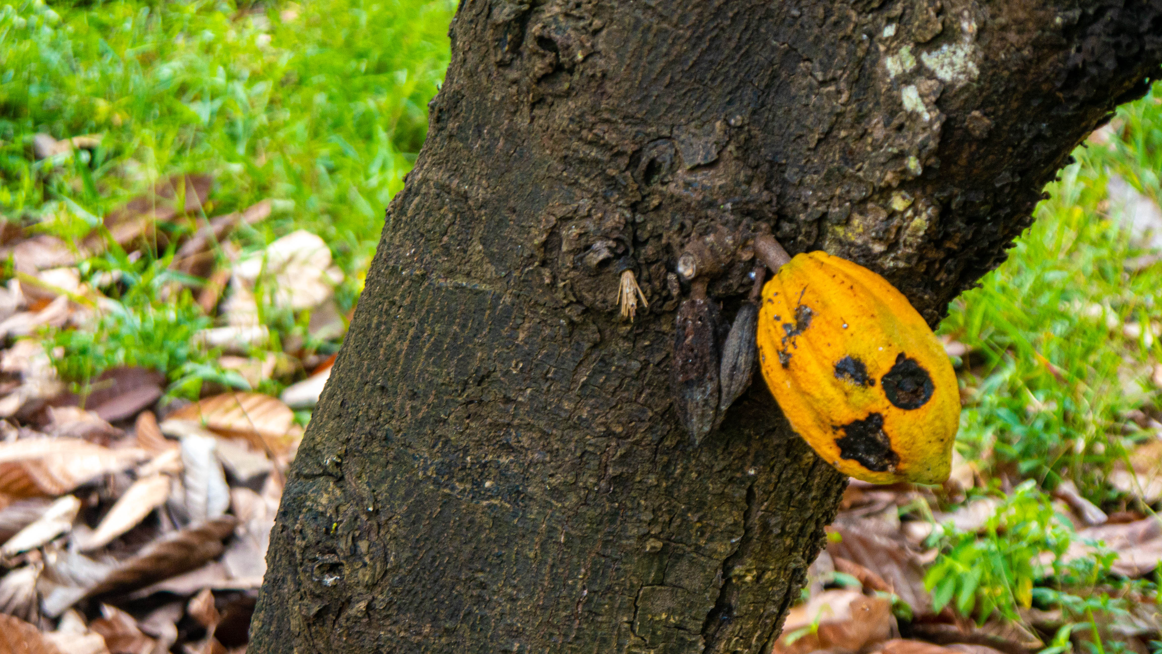 Cocoa Rehabilitation