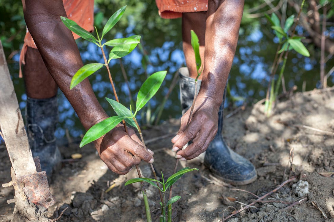 Reforestation Services