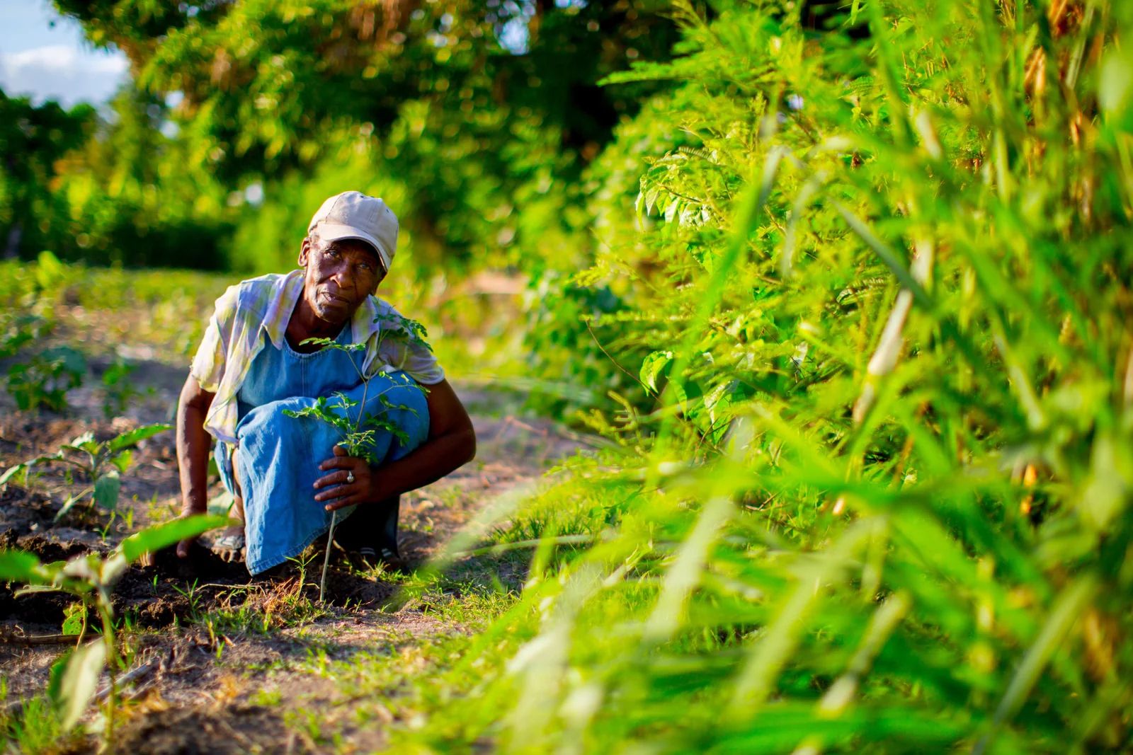 Agroforestry